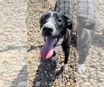 Small #1 American Pit Bull Terrier Mix