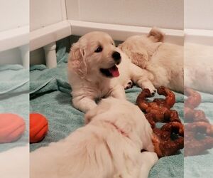 English Cream Golden Retriever Puppy for Sale in PENNINGTON, Texas USA