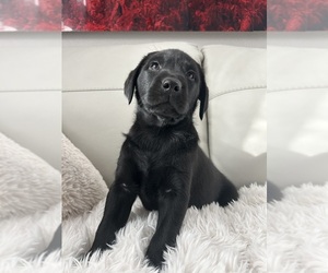 Labrador Retriever Litter for sale in THORNTON, CO, USA
