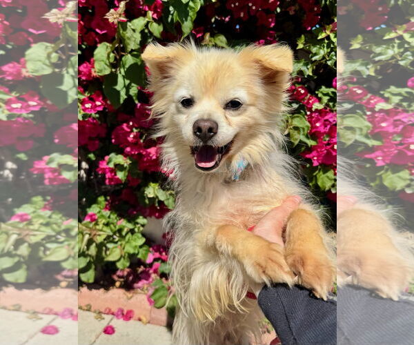 Medium Photo #2 Pomeranian-Unknown Mix Puppy For Sale in Newport Beach, CA, USA