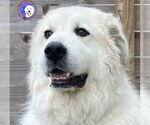 Small #4 Great Pyrenees