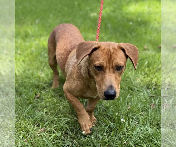Medium Photo #3 Dachshund Puppy For Sale in Yardley, PA, USA