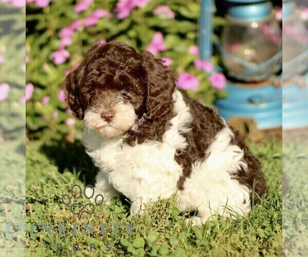 Medium Photo #4 Cavapoo Puppy For Sale in QUARRYVILLE, PA, USA