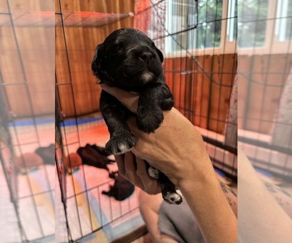 Medium Photo #1 Poochis Puppy For Sale in ALBRIGHT, WV, USA