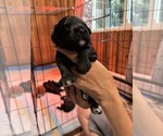 Image preview for Ad Listing. Nickname: Jax