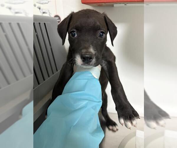 Medium Photo #1 Mutt Puppy For Sale in Bakersfield, CA, USA