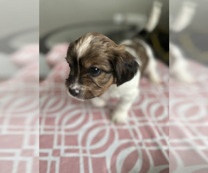 Shorkie Tzu Puppy for sale in BUFFALO, NY, USA