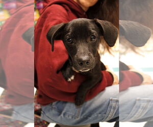 Mutt Dogs for adoption in Morganville, NJ, USA