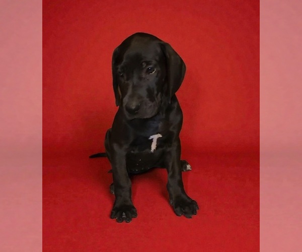 Medium Photo #1 Great Dane Puppy For Sale in DENHAM SPRINGS, LA, USA
