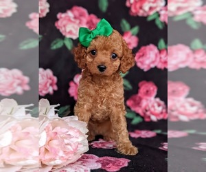 Cavapoo Puppy for sale in KIRKWOOD, PA, USA