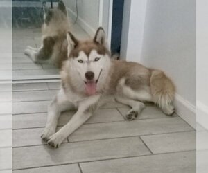 Huskies -Siberian Husky Mix Dogs for adoption in Dana Point, CA, USA