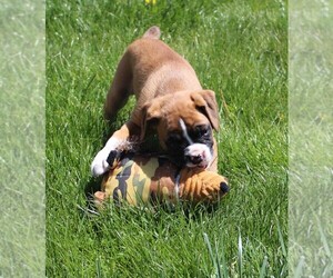 Boxer Puppy for Sale in SHIPSHEWANA, Indiana USA