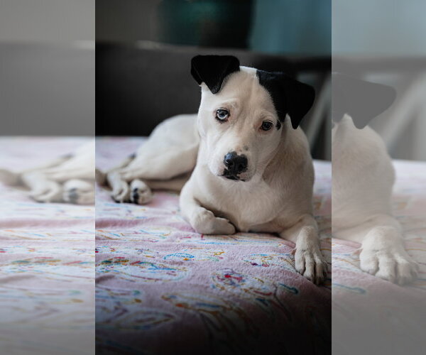 Medium Photo #4 Mutt Puppy For Sale in Princeton, MN, USA