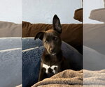 Harry (Harry Potter Litter) - Male Labrador Retriever-Unknown Mix Dog for Adoption - Small photo