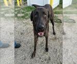 Small American Pit Bull Terrier-Labrador Retriever Mix