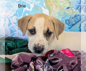 Labrador Retriever-Unknown Mix Dogs for adoption in Rockaway, NJ, USA