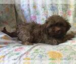 Small Photo #3 Havanese Puppy For Sale in PARKER, CO, USA