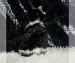 Small Photo #53 Cavalier King Charles Spaniel Puppy For Sale in WARSAW, IN, USA