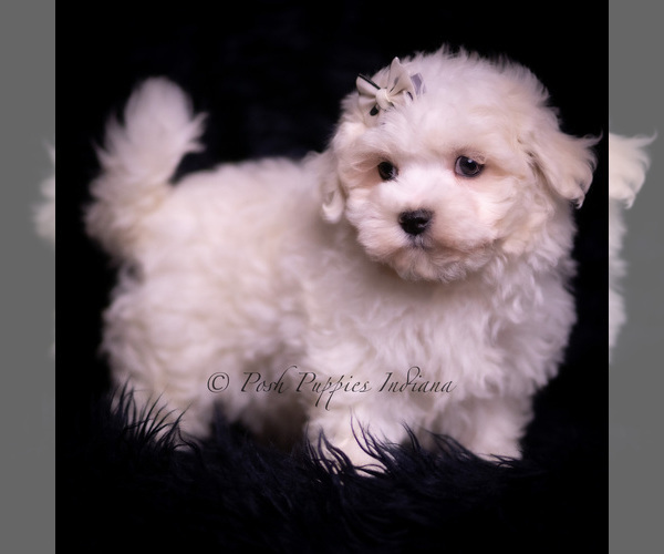 Medium Photo #24 Maltese Puppy For Sale in WARSAW, IN, USA