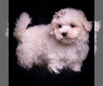 Small #3 Maltese