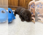 Small #11 Labrador Retriever