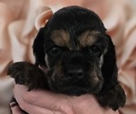 Puppy 3 Cocker Spaniel