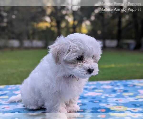 Medium Photo #9 Maltese Puppy For Sale in OCALA, FL, USA