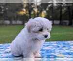 Small #8 Maltese
