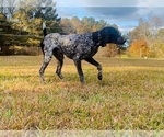Small Photo #1 German Shorthaired Pointer Puppy For Sale in DOUGLASVILLE, GA, USA