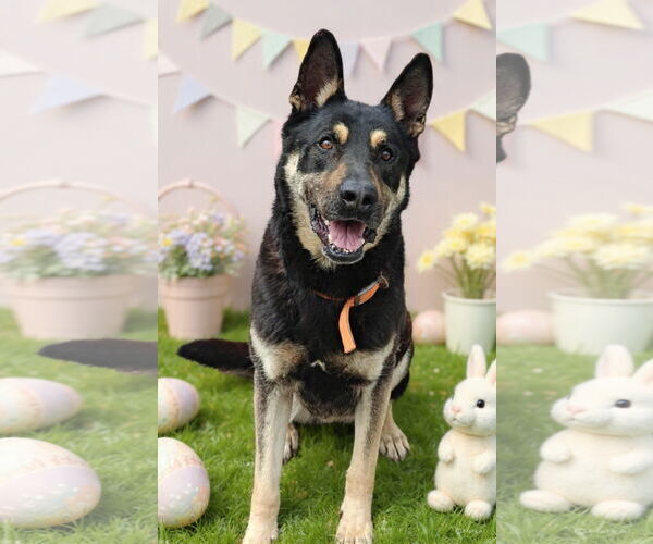 Medium Photo #6 German Shepherd Dog-Unknown Mix Puppy For Sale in Talladega, AL, USA