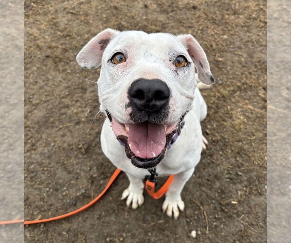 Medium Photo #3 Mutt Puppy For Sale in Brewster, NY, USA