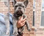Small Photo #3 French Bulldog Puppy For Sale in FLOWER MOUND, TX, USA