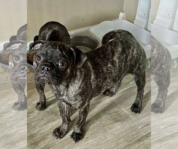 Medium Photo #1 Pug Puppy For Sale in Dumont, NJ, USA