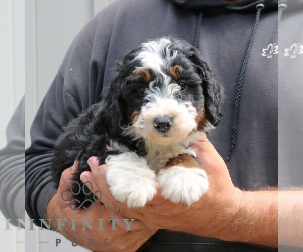 Medium Photo #4 Bernedoodle (Miniature) Puppy For Sale in NARVON, PA, USA