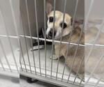 Small Chihuahua Mix