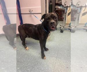 Boxer-Unknown Mix Dogs for adoption in St. Cloud, FL, USA