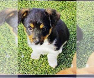Cojack Puppy for sale in BRIGGSDALE, CO, USA