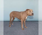 Small #1 American Pit Bull Terrier