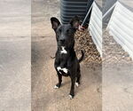 Small #15 Mutt