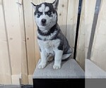 Small Siberian Husky