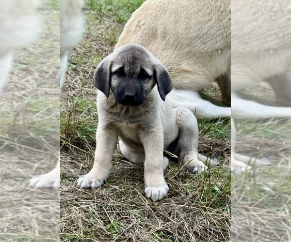 Medium Photo #1 Anatolian Shepherd Puppy For Sale in WINSTON, OR, USA