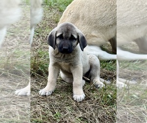 Anatolian Shepherd Puppy for sale in WINSTON, OR, USA