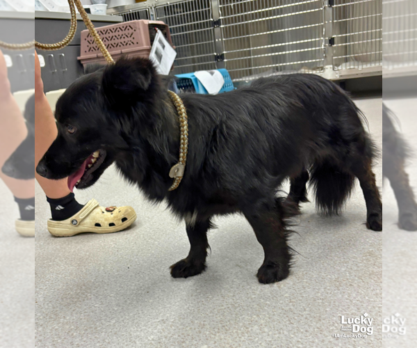 Medium Photo #2 Chow Chow-Schipperke Mix Puppy For Sale in Washington, DC, USA
