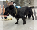 Small #1 Chow Chow-Schipperke Mix
