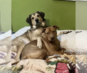 Mutt Dogs for adoption in Winter Park, CO, USA