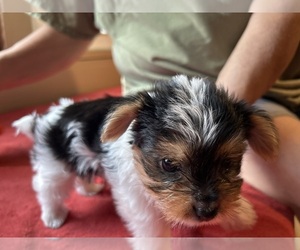 Yorkshire Terrier Puppy for Sale in DOTHAN, Alabama USA
