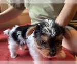 Small Yorkshire Terrier