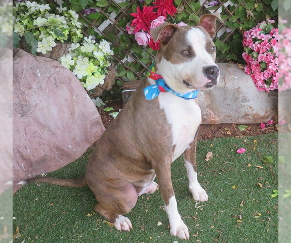 Medium Photo #1 Mutt Puppy For Sale in Oklahoma City, OK, USA