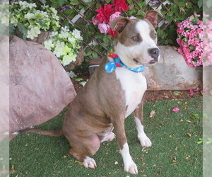 Mutt Dogs for adoption in Oklahoma City, OK, USA