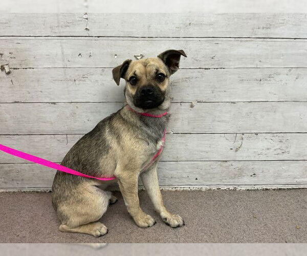 Medium Photo #1 Chug Puppy For Sale in San Bernardino, CA, USA